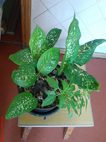Отдается в дар Дифенбахия-6 укорен. растений