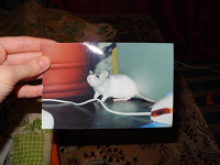 Отдается в дар Фотография с крыской