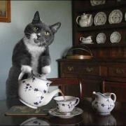 Отдается в дар Чайный котик