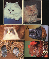 Отдается в дар Карманные календарики «Кошки 2»