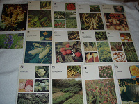 Отдается в дар Набор открыток СССР — овощи