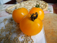 Отдается в дар Семена помидора Желтый
