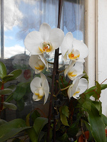 Отдается в дар грунт для орхидеи