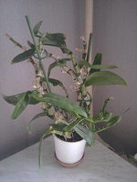 Отдается в дар цветок Орхидея дендробиум