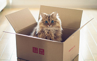 Отдается в дар Календарный кот в коробке