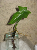 Отдается в дар Отросток от домашнего растения филодендрона