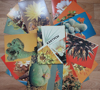 Отдается в дар Набор открыток- кактусы