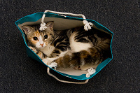 Отдается в дар рукодельный кот в мешке