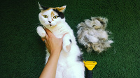 Отдается в дар Вычешу вашу кошку.