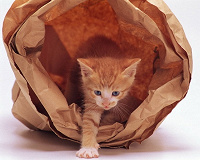 Отдается в дар кот в мешке филателистический