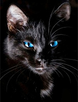 Отдается в дар Черный кот в мешке