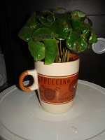Отдается в дар растение кофе в подарочной чашке