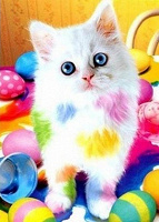 Отдается в дар «Цветной кот»