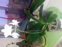 Отдается в дар Орхидея Фаленопсис.