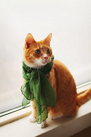 Отдается в дар Шарфики и платочки: «кот в мешке»