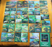 Отдается в дар набор открыток «Пестрый мир аквариума. Цихлиды»
