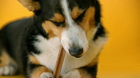 Отдается в дар Pedigree DentaStix Medium для собак от 10 до 25 кг