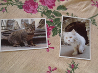Отдается в дар открытки ( городские коты )