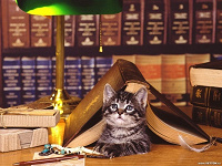 Отдается в дар котик книги и журналы