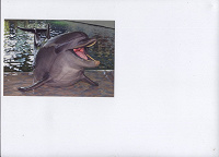 Отдается в дар открытка дельфин