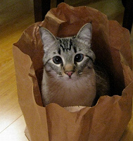 Отдается в дар котик с игрушками из Киндера