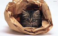 Отдается в дар «Одежный» кот в мешке