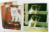 Отдается в дар карманные календарики.котята