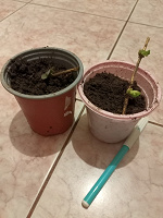 Отдается в дар Жимолость каприфоль