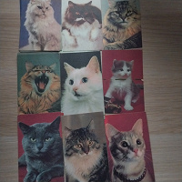 Отдается в дар Календарики кошки 1990