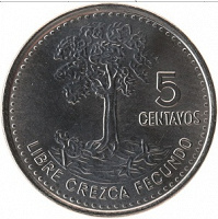 Отдается в дар Хлопковое дерево Гватемалы