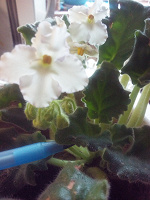 Отдается в дар Цветущая белая фиалка (сенполия), взрослое растение.