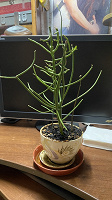 Отдается в дар Эуфорбия тирукалли, комнатное растение