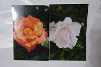 Отдается в дар Цветные фото розы