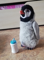 Отдается в дар Пингвин