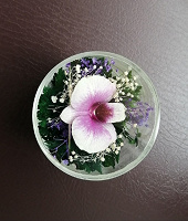 Отдается в дар Стабилизированные цветы в стекле в вакууме