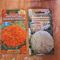 Отдается в дар Бархатцы семена