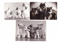 Отдается в дар Фотооткрытки с котятами