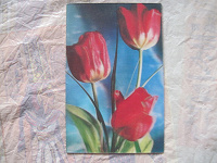 Отдается в дар стереооткрытка «тюльпаны», 1983г, Емельянова