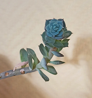 Отдается в дар Комнатное растение — каменная роза