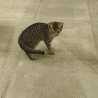 Отдается в дар Котёнок