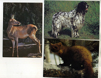 Отдается в дар открытки с животными.