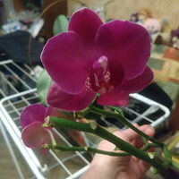 Отдается в дар Орхидея фаленопсис, цвет-фуксия.