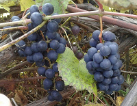 Отдается в дар Черенки винограда Изабелла для укоренения