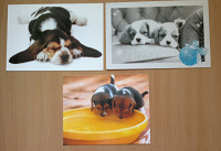 Отдается в дар открытки с собаками