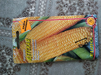 Отдается в дар Семена кукурузы