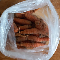 Отдается в дар Морковка