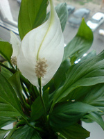 Отдается в дар комнатный цветок Спатифиллум(Spathiphyllum)