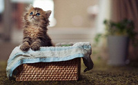 Отдается в дар Декупажный Котик в мешке