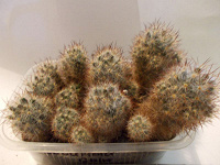 Отдается в дар Кактусишки Mammillaria prolifera