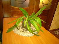 Отдается в дар Башмачок (орхидея)